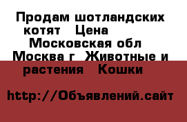 Продам шотландских котят › Цена ­ 4 000 - Московская обл., Москва г. Животные и растения » Кошки   